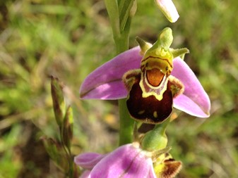 Bee orchid - Ophrys apifera - Tegeirian y Gwenyn