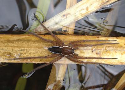 Fen raft spider Dolomedes plantarius © Rob Jones