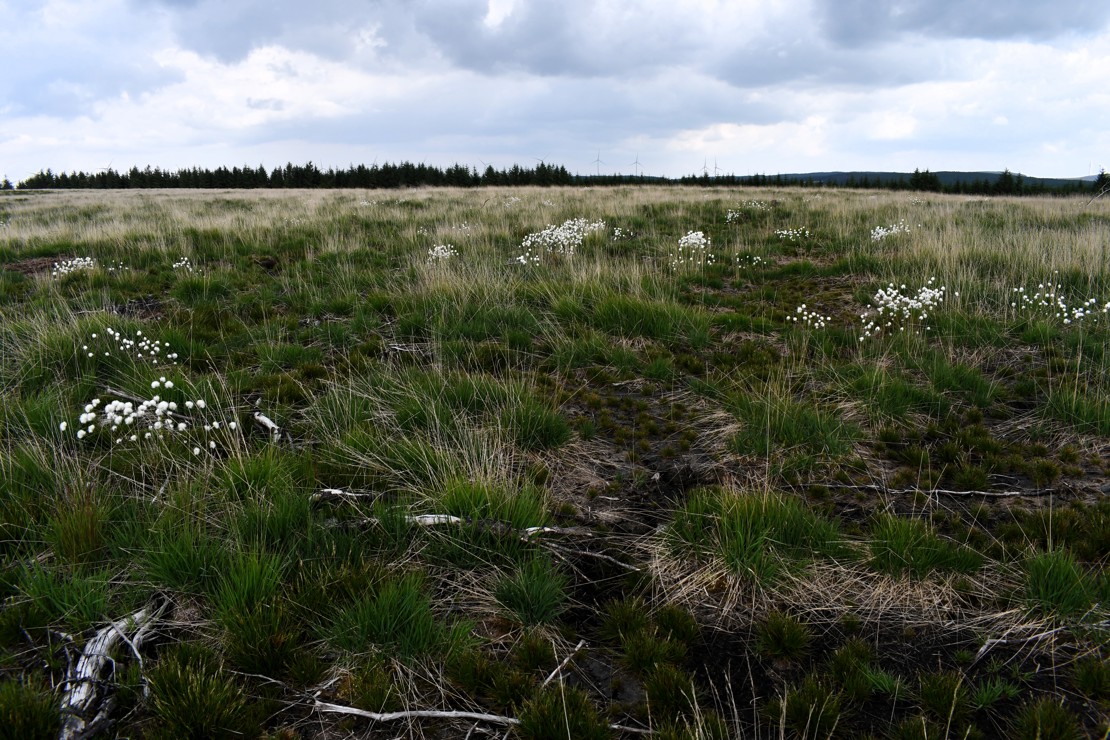 Cregan HRA Post Restoration (May 25) (6)