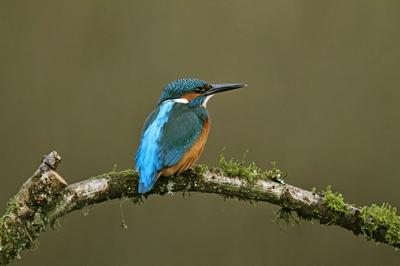 Kingfisher © Alun John