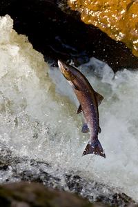 Salmon leaping © Colin Rhiac