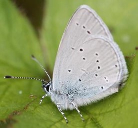 Small blue - Cupido minimus - Glesyn bach