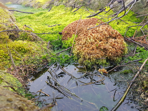 Sphagnum Palustre Fimbriatum Mix Cregan 2019 11 25